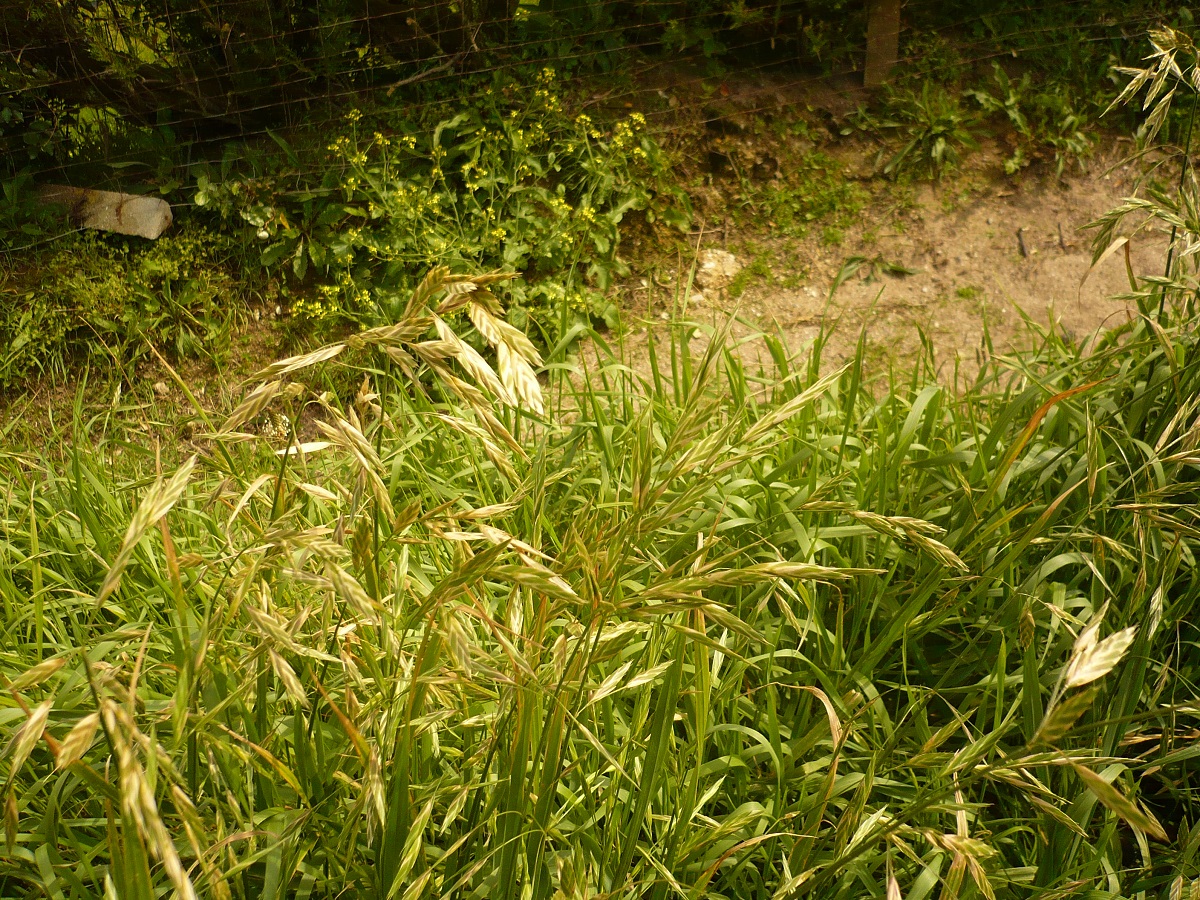 Ceratochloa cathartica (Poaceae)